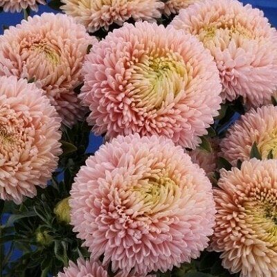 Asteres ķīnas Balloon Chamois 30 gab Satimex